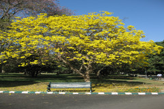 Handroanthus chrysanthus subsp. meridionalis
